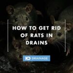 rats in drains