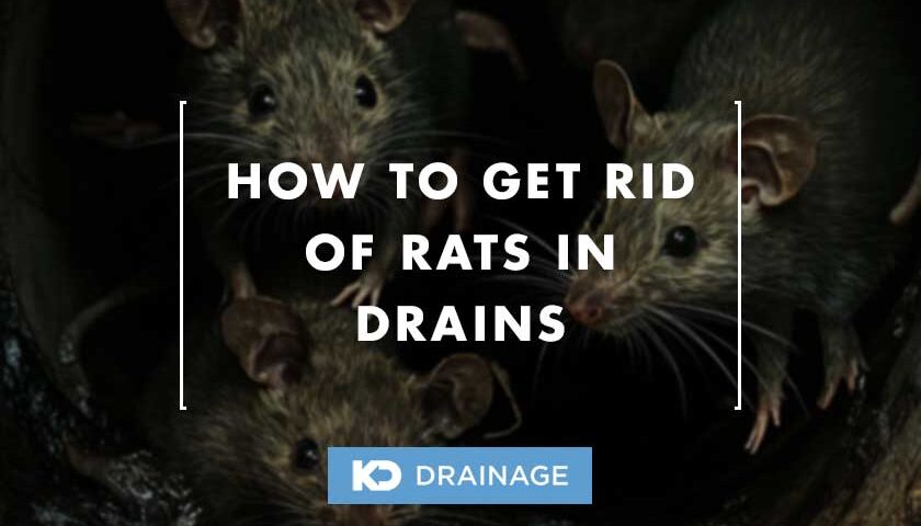 rats in drains