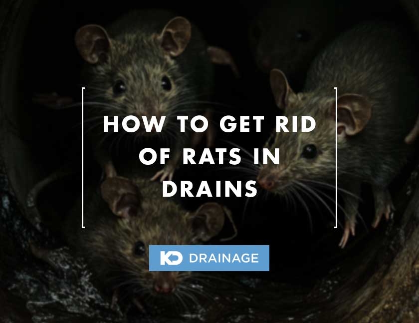 rats in drains